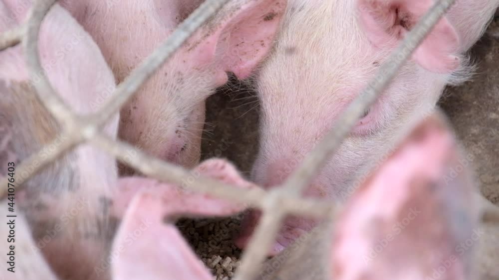 Pig Farm In Swine Business In Tidy And Clean Indoor Housing Farm With farm-school-large-white-a-largest-pig-breed-ever-250-kg-450-kg