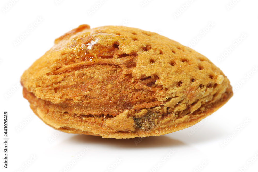 apricot kernel isolated on white background apricot kernel isolated on white background