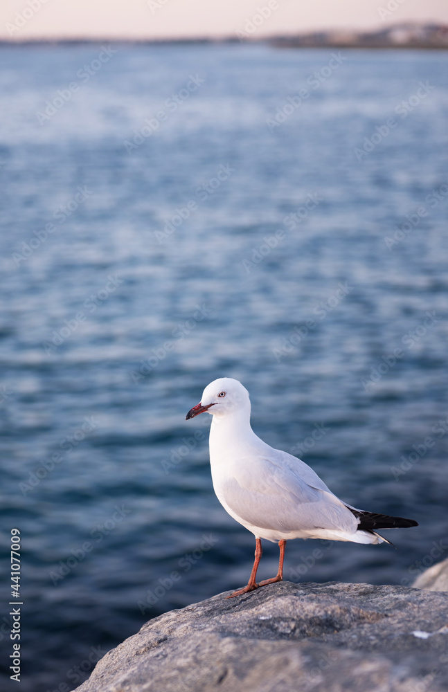 Naklejka premium seagull perches on a rock