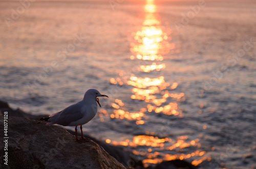 Seagull at coast