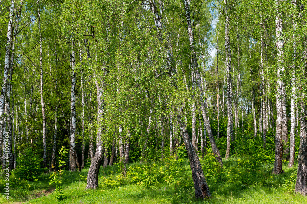 Obraz premium Picturesque birch grove on a bright summer day, trees on a green slope
