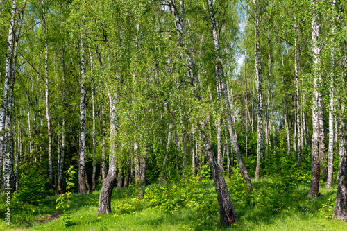 Picturesque birch grove on a bright summer day  trees on a green slope