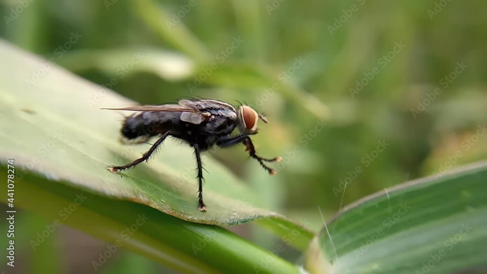 Close-up of a fly washing its hands on a green leaf Close-up of a fly washing its hands on a green leaf