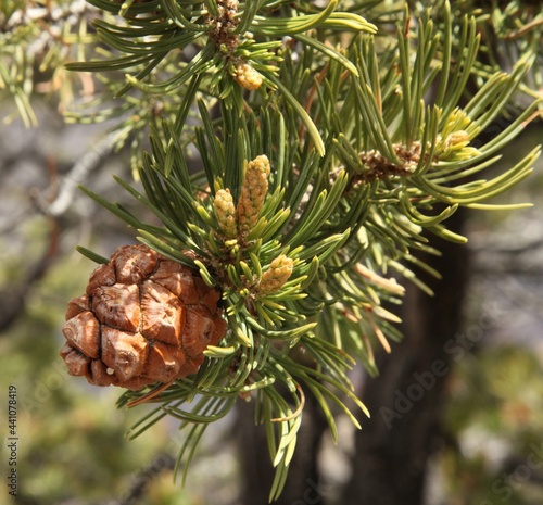 Two-Needle Pinyon (Pinus edulis) cone on south rim Grand Canyon National Park, Arizona