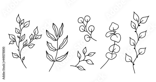 Eucalyptus doodle branch.Set of plants and tree branches with leaves and berries. Hand drawn botanical illustration. Black and white doodle vector image.