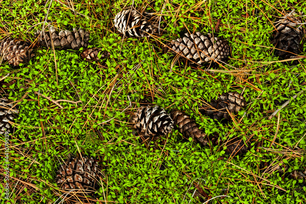 Obraz premium pine cones on the grass