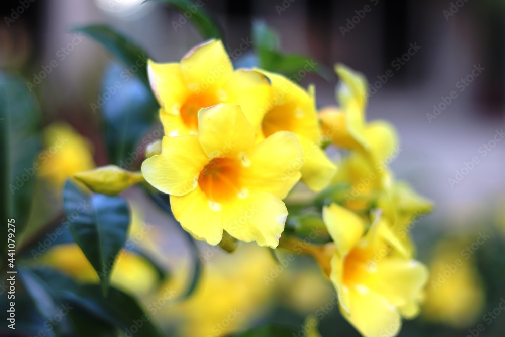 Yellow bell in the garden