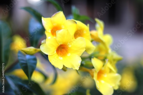 Yellow bell in the garden