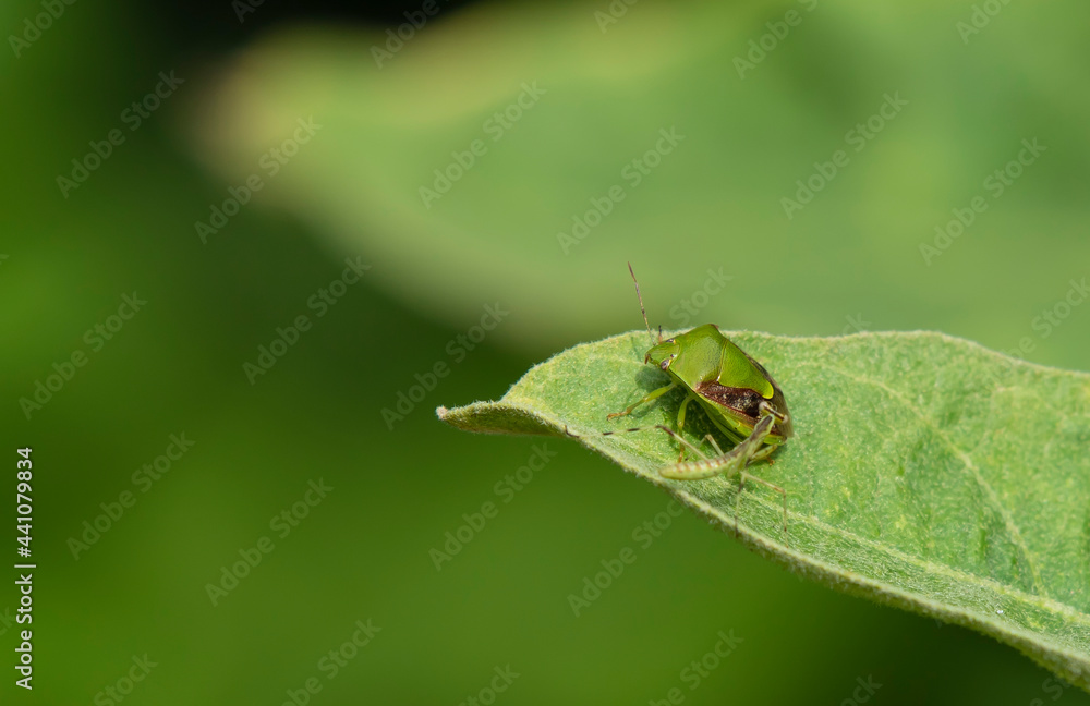 Close up insect on leaf Close up insect on leaf
