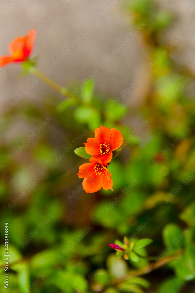 orange flower in the garden, ornamental flowers