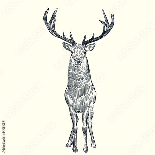 Vintage hand drawn front side deer