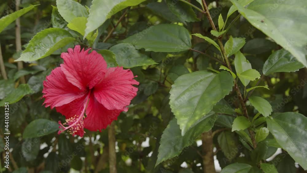 A red flower growing on a tree on a summer day A red flower growing on a tree on a summer day