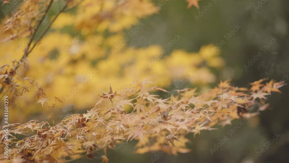 Fallen leaves of maple swaying in the autumn winds, orange, amber, yellow contrast, romantic bokeh (1) Fallen leaves of maple swaying in the autumn winds, orange, amber, yellow contrast, romantic bokeh (1)