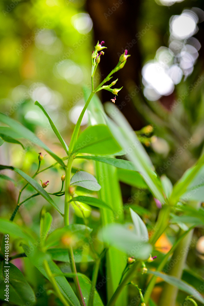 flower in the garden
flower in the garden