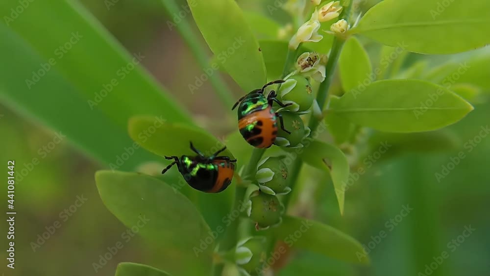 Close up of red spring ladybug insect living on wild meadow ecosystem Close up of red spring ladybug insect living on wild meadow ecosystem
