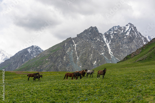 Mountain landscape view. Green grass in mountain valley view and horses. Mountain panorama.