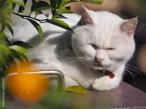神社に住まう野良猫