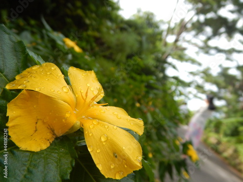 黄色い花と雨