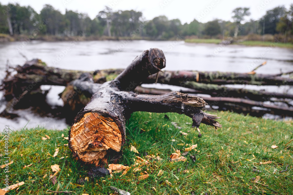 Old trunks pile in the shore of a lake in a forest in the chilean Patagonia in a rainy day Old trunks pile in the shore of a lake in a forest in the chilean Patagonia in a rainy day