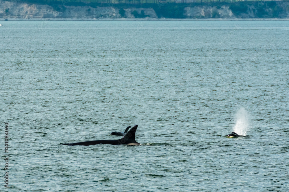 Fototapeta premium Transient Orca Whales seen in Saratoga Passage
