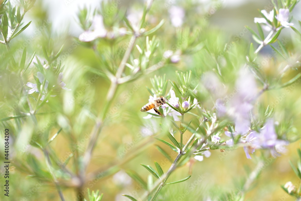 Obraz premium Bee getting nectar from flower.