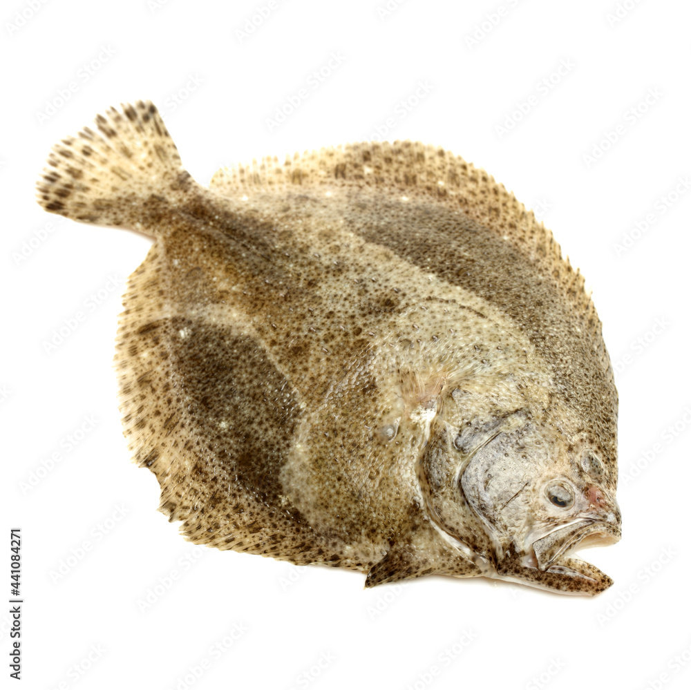 Fototapeta premium Turbot fish on white background