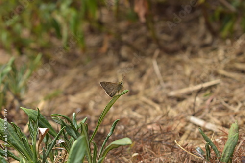 Butterfly sitting of a daisy leaf in the garden