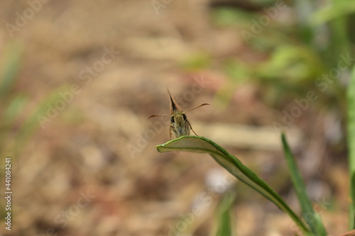 Front view of a Butterfly sitting of a daisy leaf in the garden
