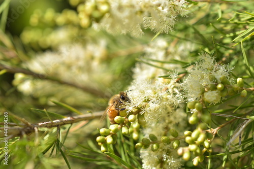 Bee gathering honey. In a sea of flowers yellow and green.