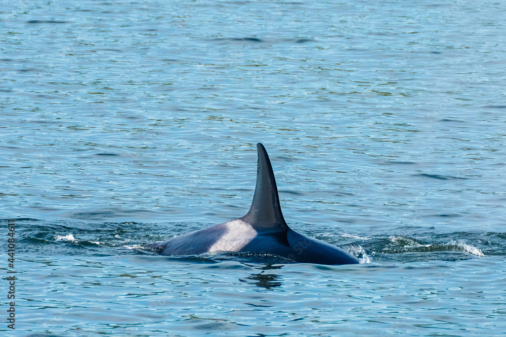 Fototapeta premium Transient Orca Whales seen in Saratoga Passage