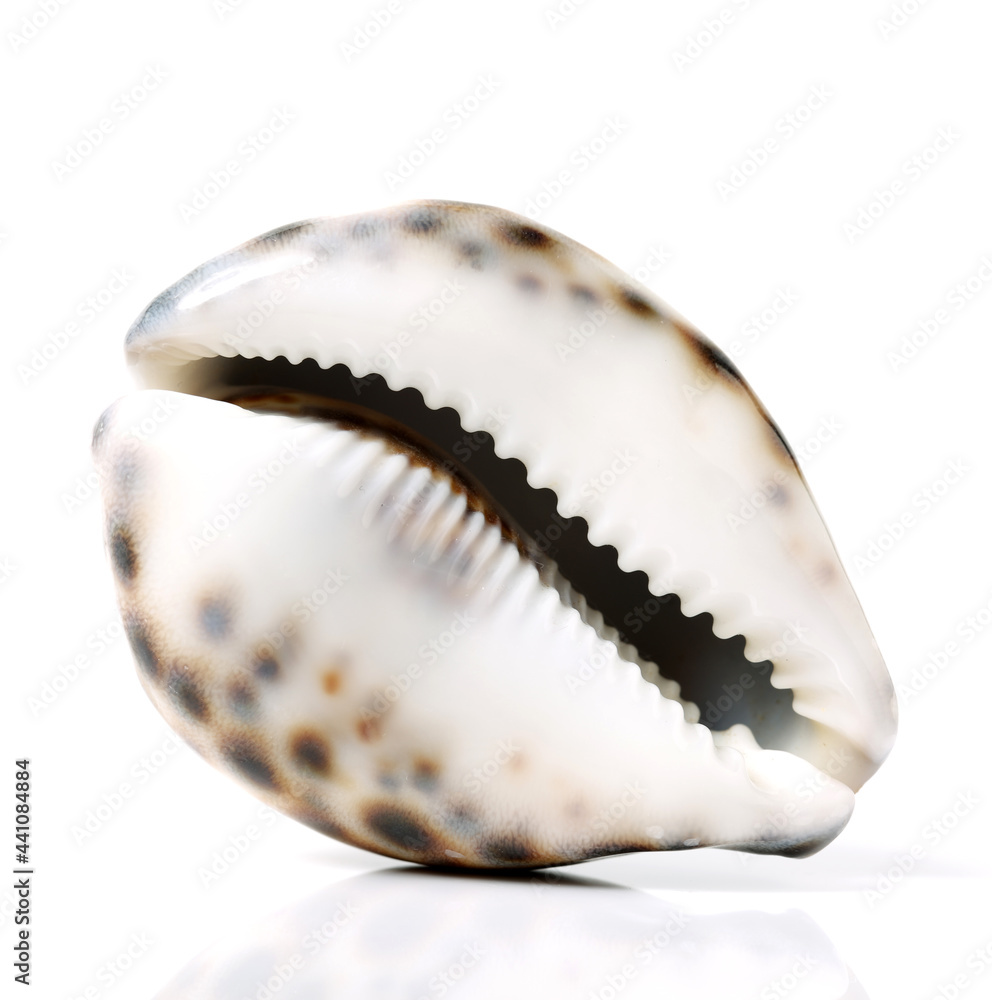Conch shells on white background Conch shells on white background