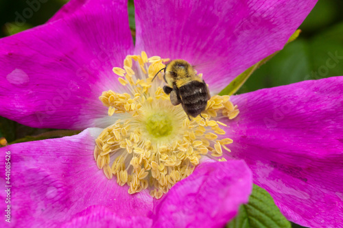 Bumble bee hovering over flower of wrinkled rose in Niantic, Connecticut. photo