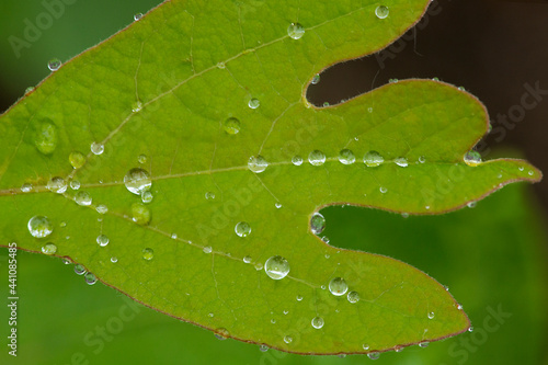 Water droplets on sassafras leaf in Vernon, Connecticut. photo