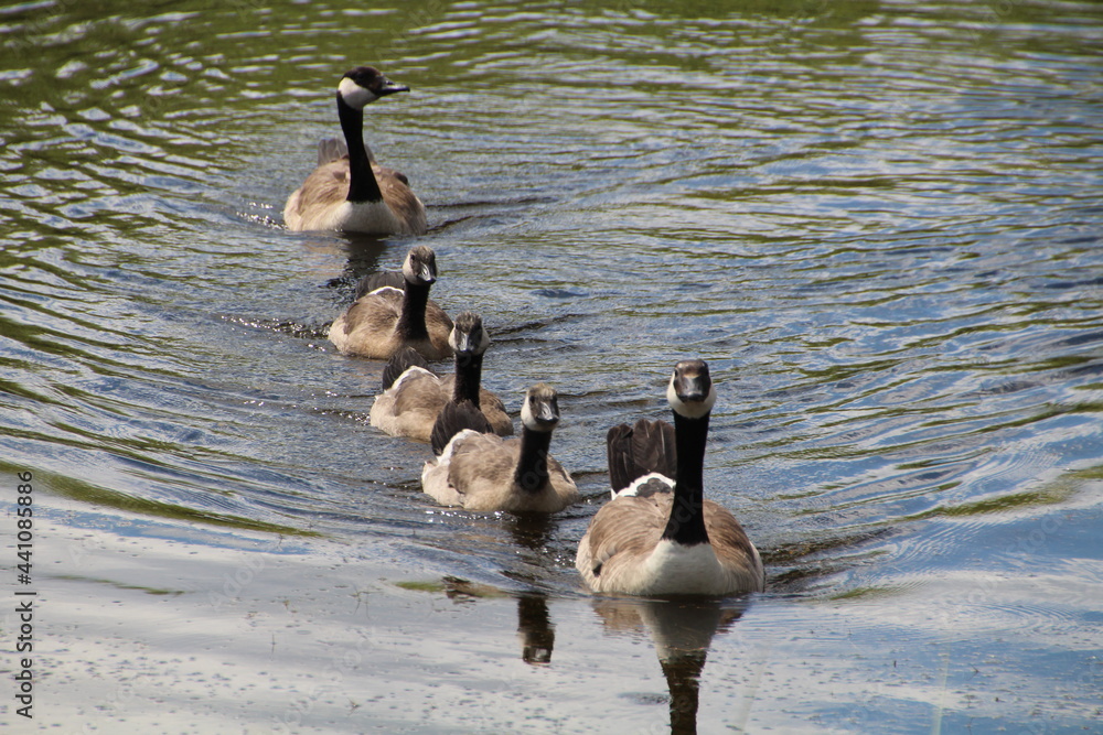 Fototapeta premium Line Of Geese, Pylypow Wetlands, Edmonton, Alberta