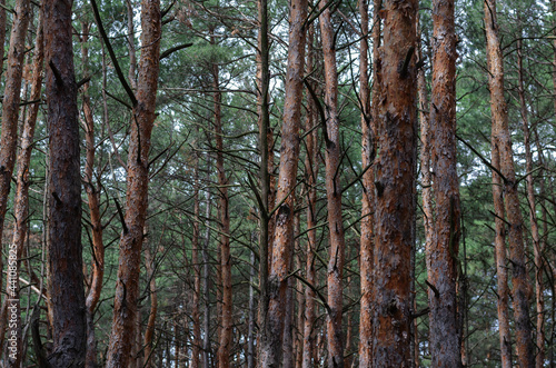 Pine forest texture. Straight brown trunks of conifers.