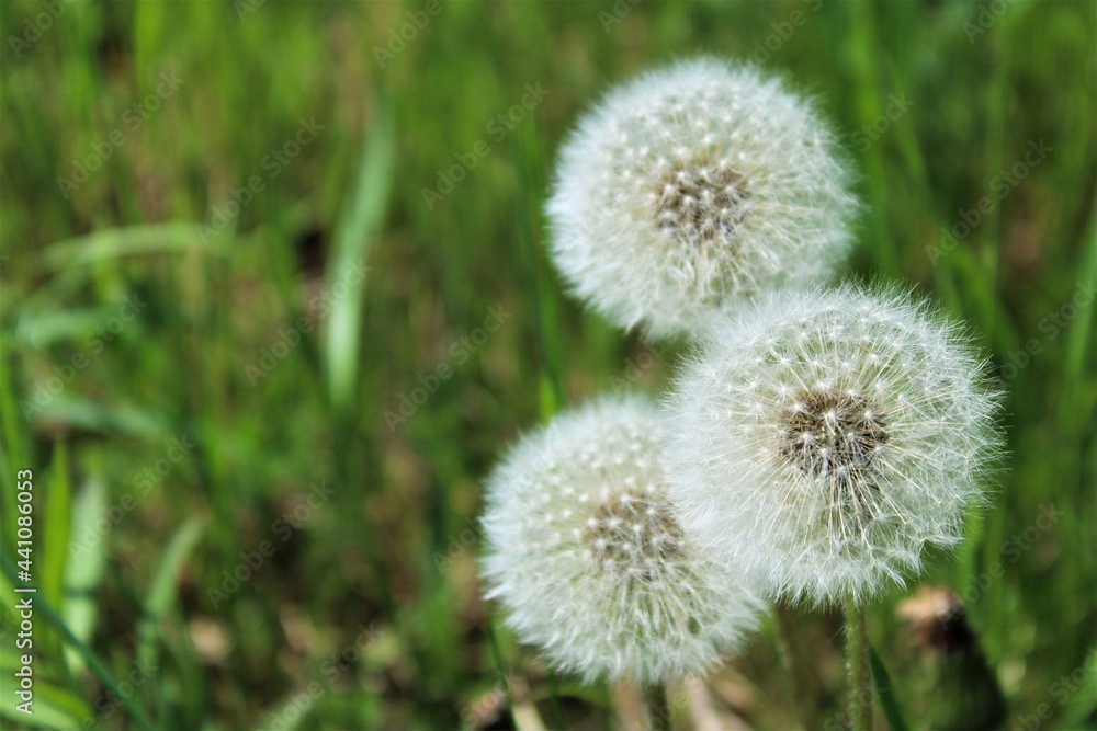 Fragile Fragile