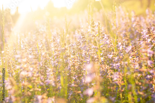 Lavender flowers. Sunset over a summer purple lavender field . A bouquet of fragrant flowers in the fields. Summer field at sunset. © Наталья некрасова