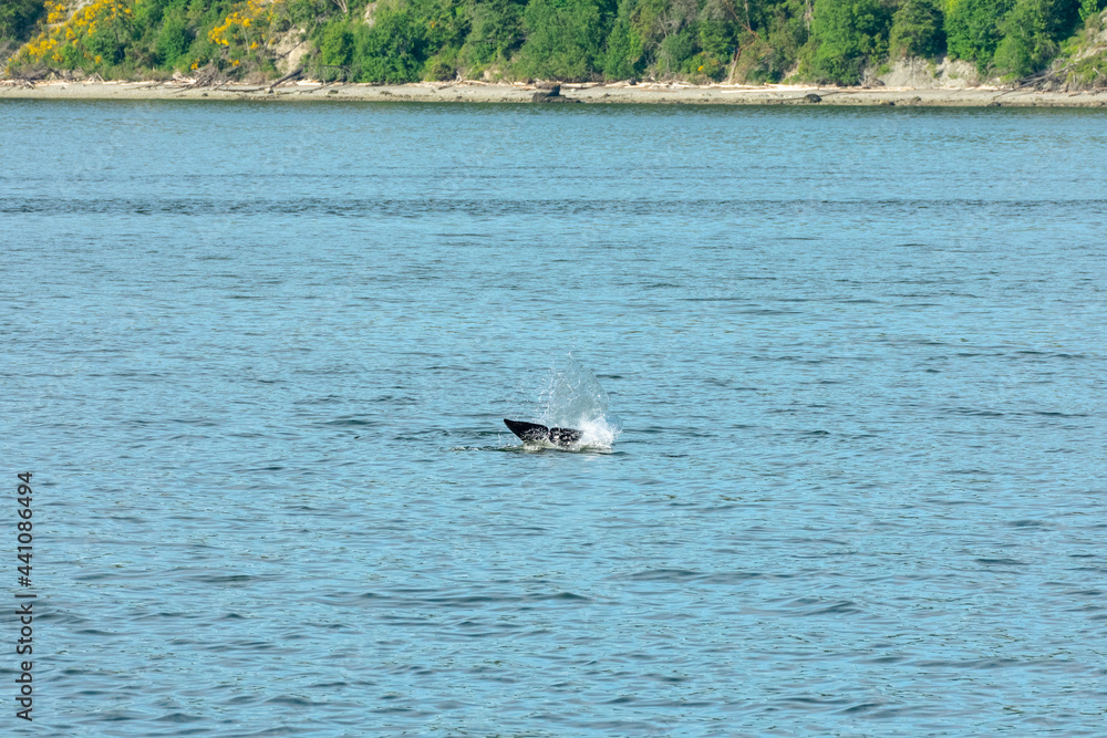 Obraz premium Transient Orca Whales seen in Saratoga Passage
