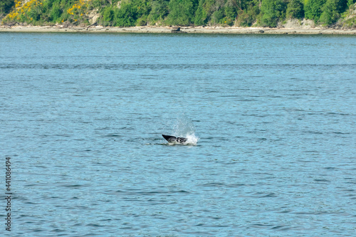 Transient Orca Whales seen in Saratoga Passage