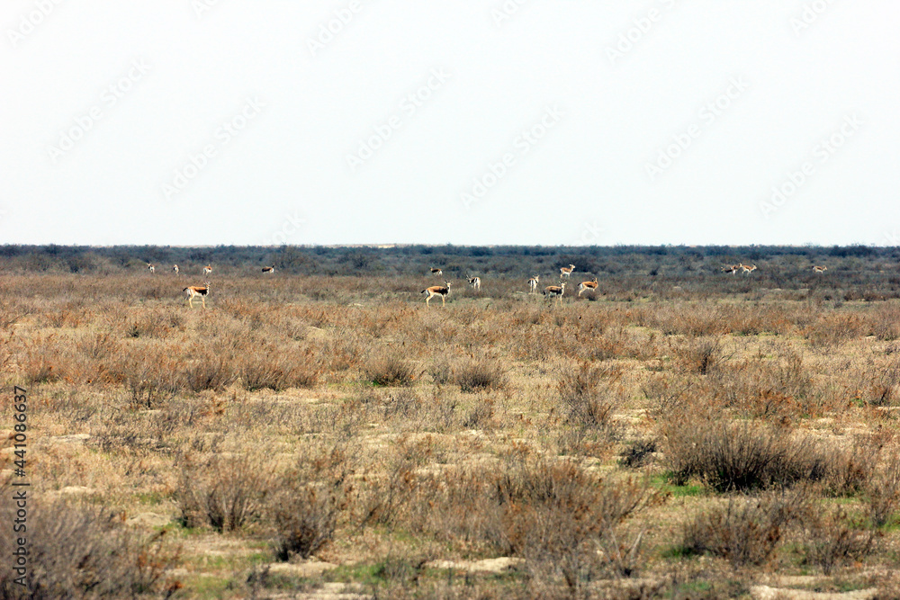 Jeyrans in the national reserve. Jeyrans in the national reserve.