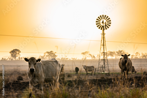 Cows and windmill in dry smoky drought conditions photo
