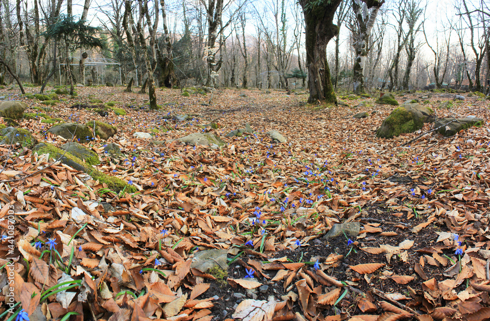 Obraz premium The first blue flowers in the forest.
