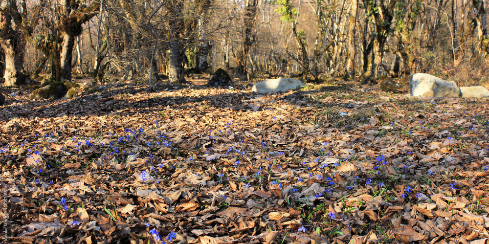 Obraz premium The first blue flowers in the forest.