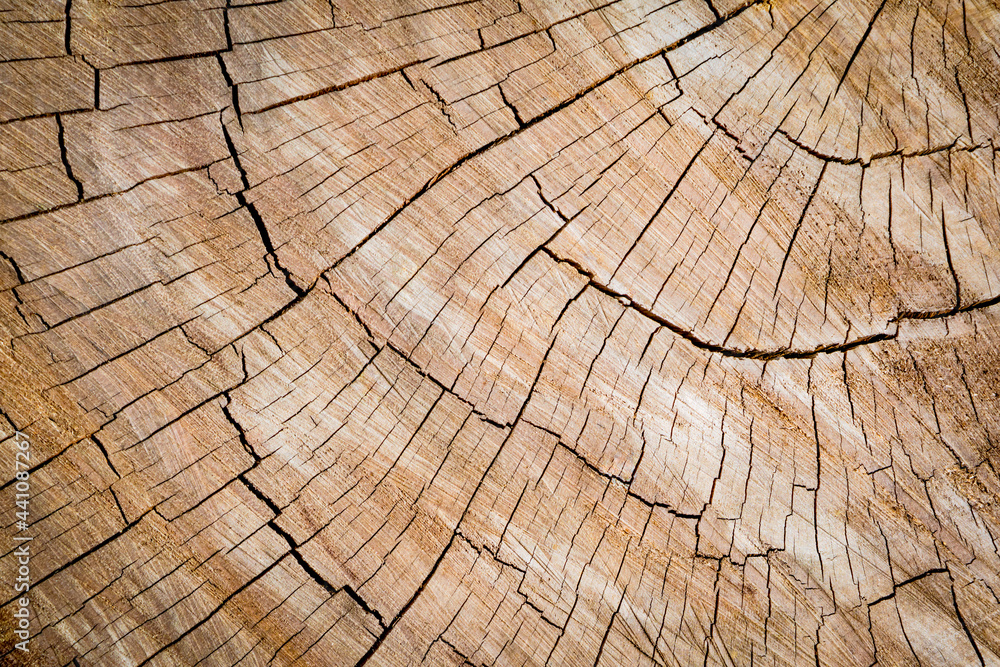 Fototapeta premium Background of cracks on the stumps.