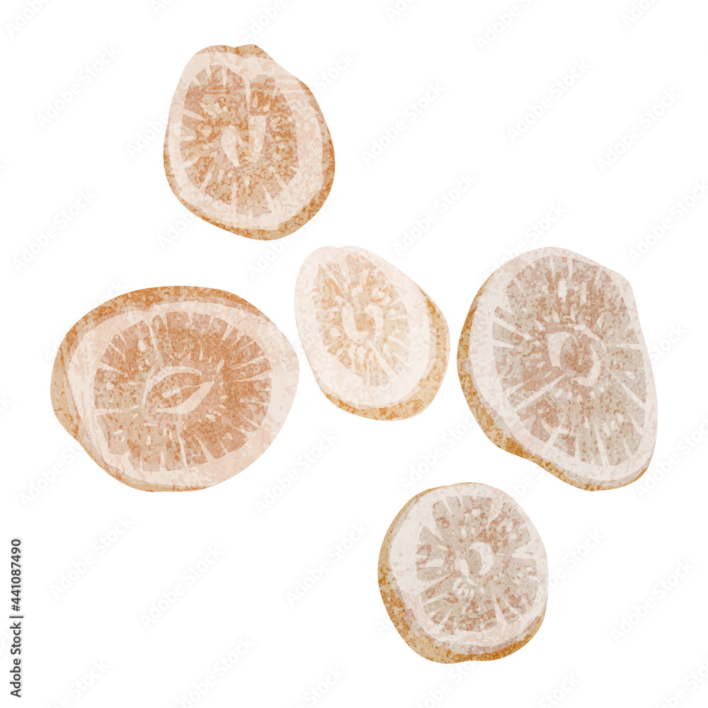 漢方生薬 芍薬 シャクヤク 手描き水彩風イラスト Stock Vector Adobe Stock