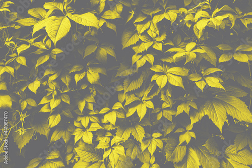 Texture of many fresh beautiful leaves of green wild grape. Trendy colors of 2021 - gray and yellow. Natural background.