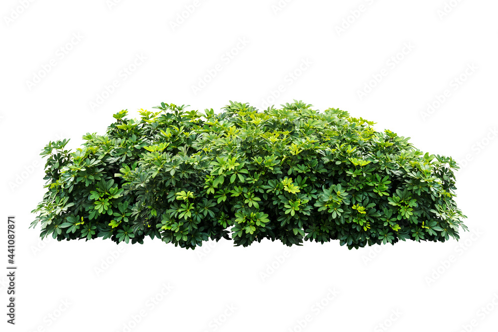 bush tree plant isolated include clipping path on white background bush tree plant isolated include clipping path on white background