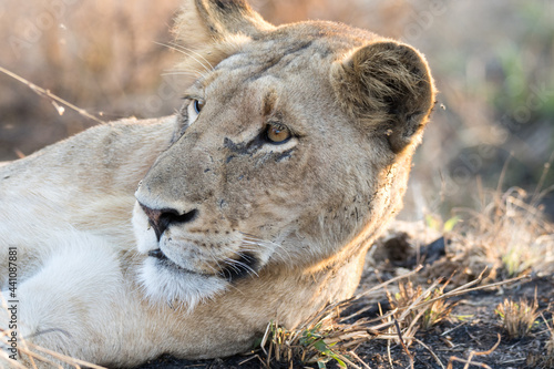 Kruger National Park  lion