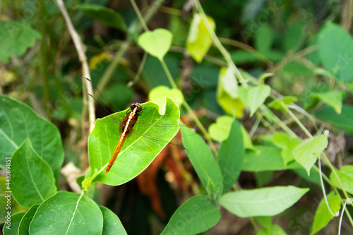 A dragonfly perched on a green leaf.