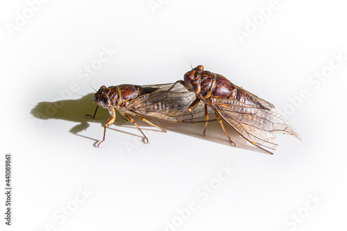 Two cicadas are mating isolated on white background.